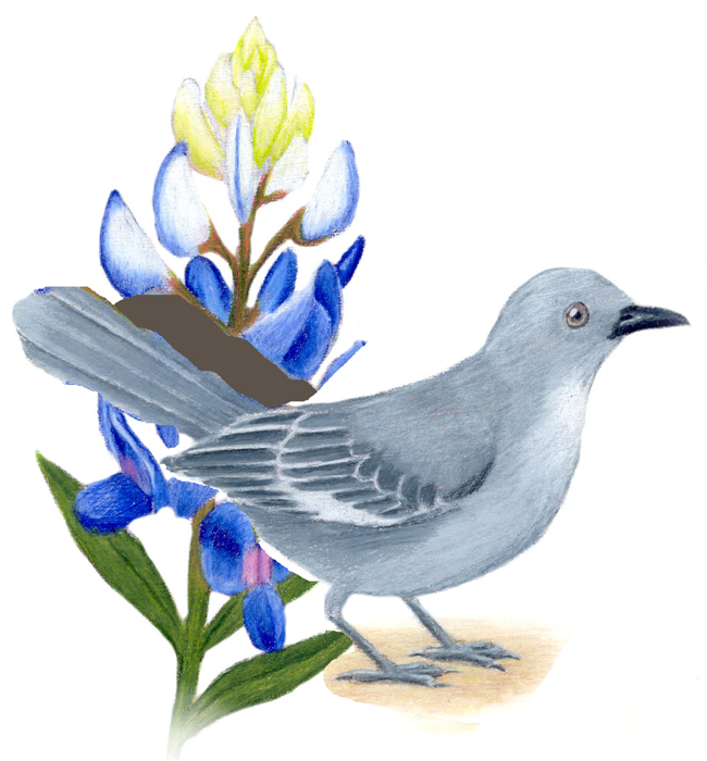 Texas State Bird and Flower Mockingbird / Mimus polyglottos